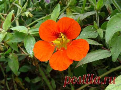 Flower Nasturtium  Free Stock Photo HD - Public Domain Pictures