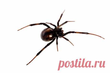 Close Up Of Tarantula Crawling Stock Photo | Getty Images