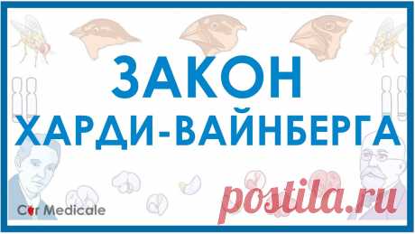 Закон Харди-Вайнберга - наглядное объяснение  | Закон генетического равновесия Поставив лайк, оставив комментарий или рассказав друзьям об этом видео, вы очень поможете развитию канала и выходу следующих роликов! Поддержать выход следую...