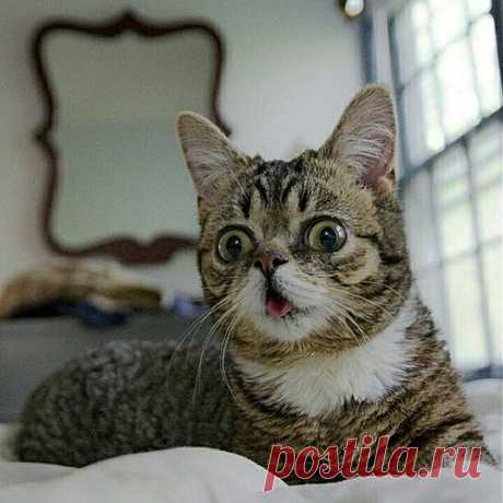 Meet Lil Bub, Nature's &quot;Happy Accident&quot; Who Is About To Win Your Heart