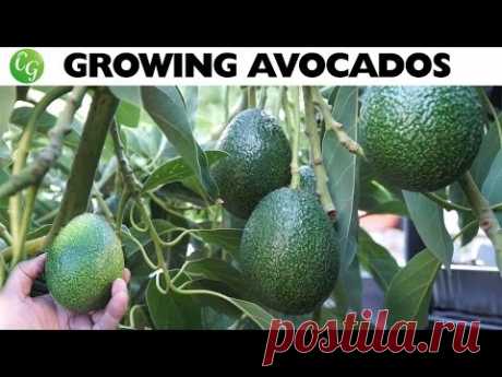 Growing Avocado : The best avocados to grow in your garden!