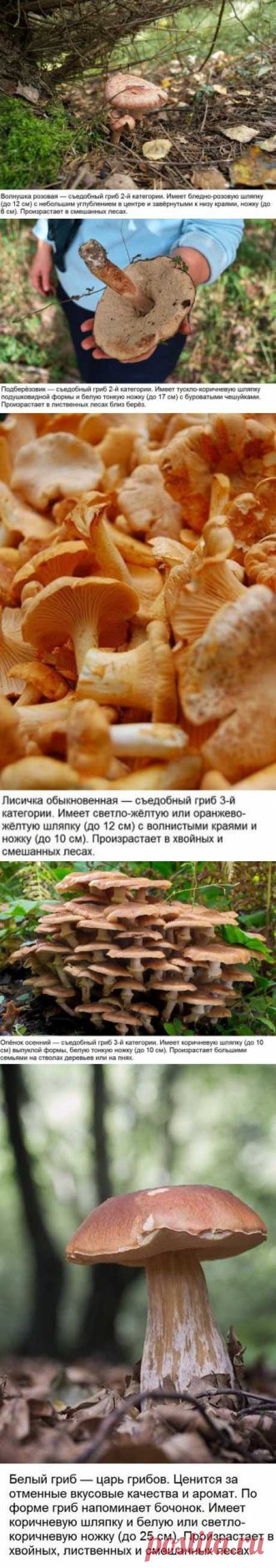 Мини-гид: 10 съедобных грибов | Хитрости Жизни