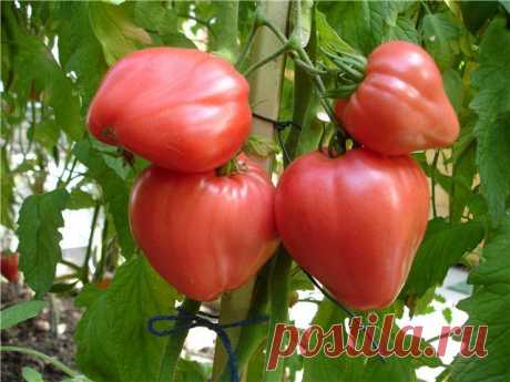 Чтобы помидоры росли крепкими и вкусными - perchinka63.ru