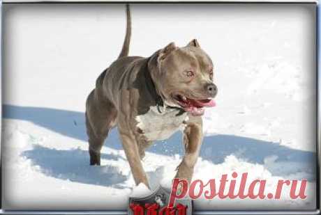 pitbull terrier kennel - Поиск в Google