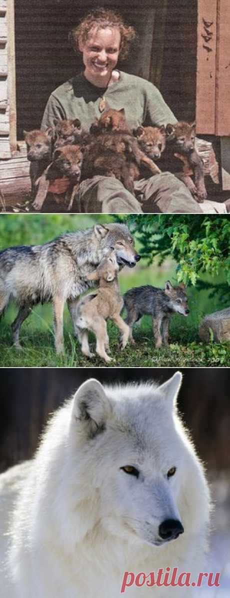 Продолжение темы о волках... - Дикая фауна - Женский Мир