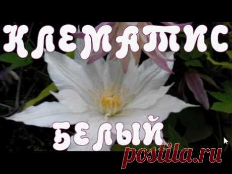 КЛЕМАТИС БЕЛЫЙ - очарование цветков белого цвета