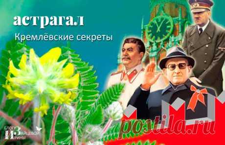 Астрагал. Полезные, лечебные свойства и противопоказания. Применение | Блог Ирины Зайцевой