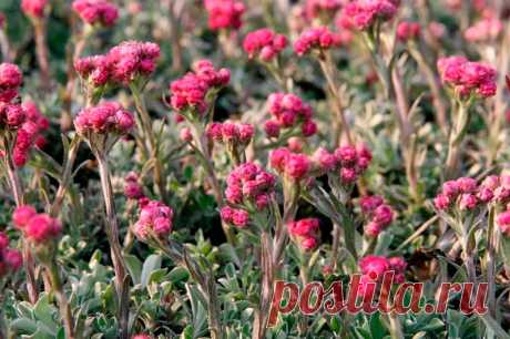 Лекарственное растение Кошачья лапка двудомная (Antennaria dioica). Многолетнее растение высотой 5-10 см с отпрысками и неразветвленным восходящим или прямостоячим стеблем. Прикорневые листья лопатчатые или обратно-яйцевидные, образуют розетку. Стеблевые листья линейно-ланцетные, спереди заостренные, прижаты к стеблю; все листья с верхней стороны опушены или голые, с нижней стороны - с белым волосистым опушением; выражена одна жилка. Растение двудомное (отсюда и название).