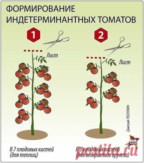 ПОМИДОРНАЯ НАУКА. ВАРИАНТЫ ФОРМИРОВАНИЯ ТОМАТНЫХ КУСТОВ

Разбираемся с разными вариантами формирования томатных кустов

Как получить хороший урожай?

Когда читаешь статьи о пасынковании томатов, кажется, что они написаны на китайском языке. Вот, к примеру: «детерминантные томаты формируют с переводом точки роста на боковой побег». Буквы вроде русские, а смысл уловить практически невозможно. Нет, специалист, конечно, сразу поймет, о чем речь, а вот рядовые дачники пребывают...