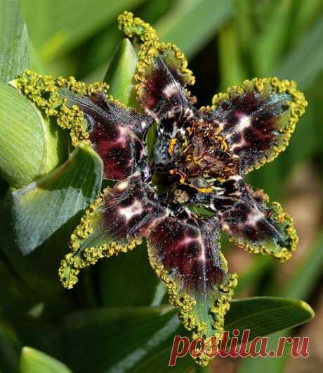 Ferraria species