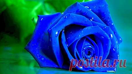 Nature___Flowers_Wet_blue_rose_on_a_green_background_055884_.jpg (1920×1080)