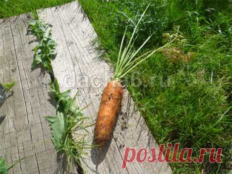 Сладкие сорта моркови для открытого грунта средней полосы