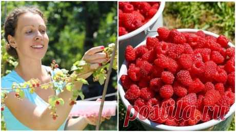 6 нехитрых правил, как сделать малинник плодоносящим и собирать ягоды ведрами