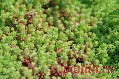 Очиток, растительный фон Очиток, или Седум (лат. Sedum), суккулентное растение, зелёный природный растительный фон.