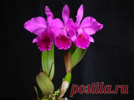 Виды орхидей фото и названия