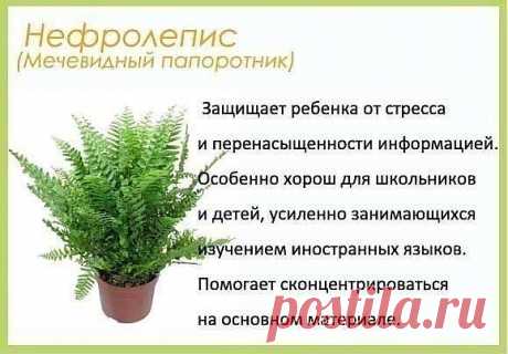 Цветы для дома.