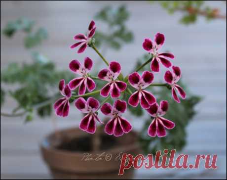 Species hybrids | Pelargonium – Edgar's site