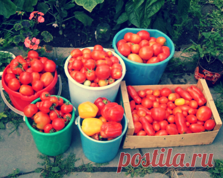 Кормлю помидоры ядреной бражкой, и они растут здоровыми, а урожай всегда большой! | Твоя Дача | Дзен
