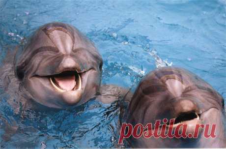 Дельфины обладают рекордно долгой памятью