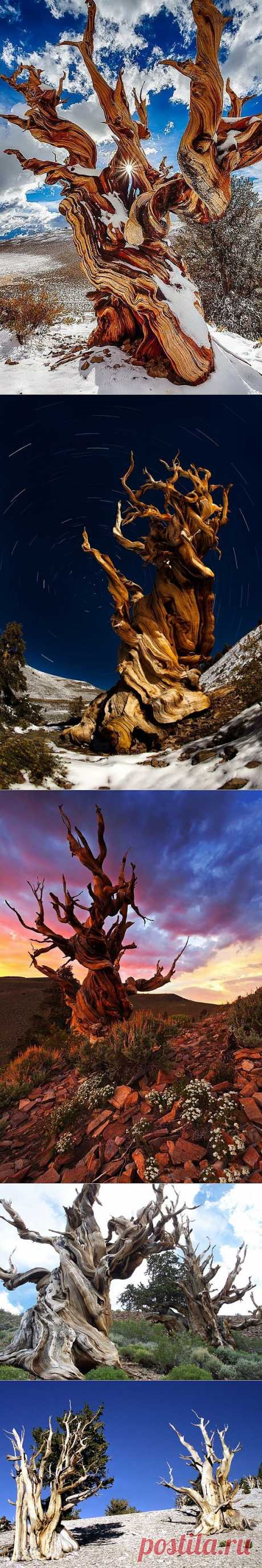 Самые старые деревья на земле - бристлеконские сосны