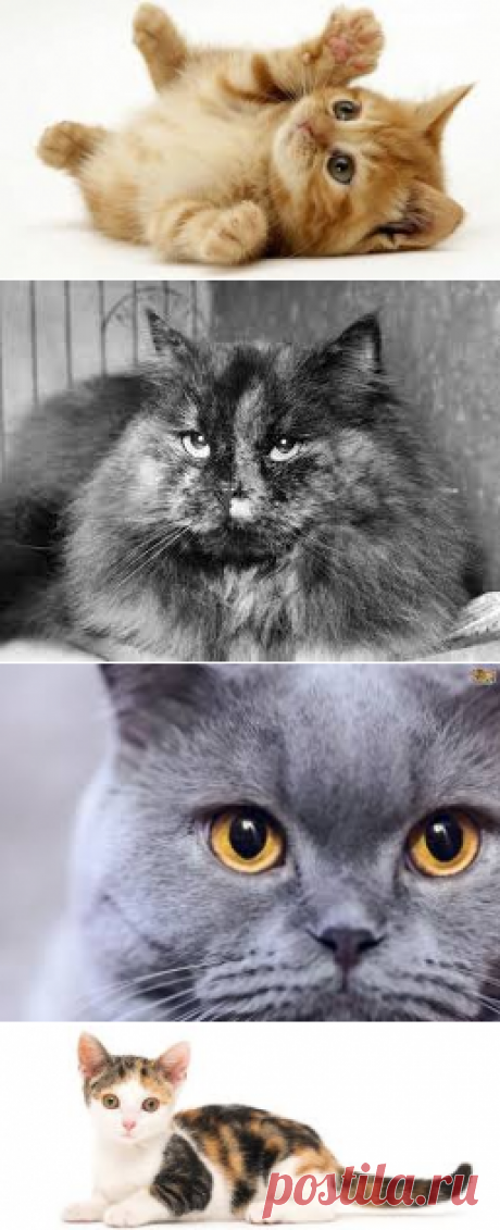 PICTURES OF CATS - Google Search