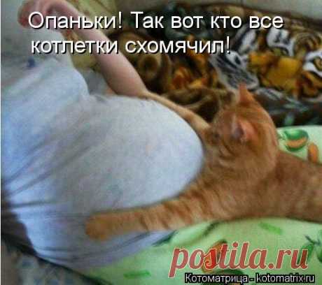 Котоматрица: Случайные котоматрицы