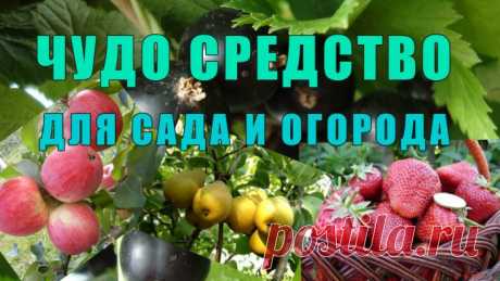 Чудо Средство от Вредителей и Болезней для Дачи, Сада и Огорода
Было это давно, когда мы только-только переехали жить из шумного города в небольшой поселок на севере Ростовской области. Переезжая, я прихватила со своего дачного участка и пару десятков саженцев клубники своего любимого сорта Фестивальная.