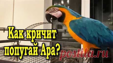 Как кричит попугай ара на самом деле. Говорящий попугай Ара орет, как на природе.