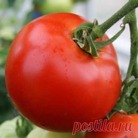 Выращивание рассады помидоров, перцев и баклажанов