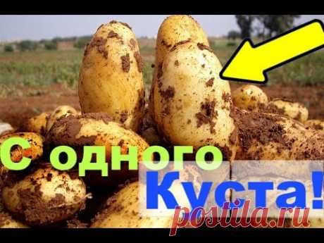 Голландский способ выращивания картофеля! Невероятно!