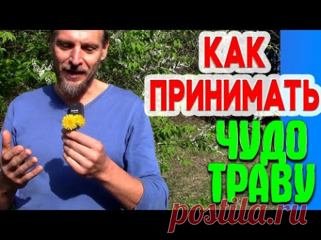 Как ПРИНИМАТЬ ЧУДО ТРАВУ - пояснение к видео &quot;Эта ТРАВА заменит вам целую аптеку&quot;