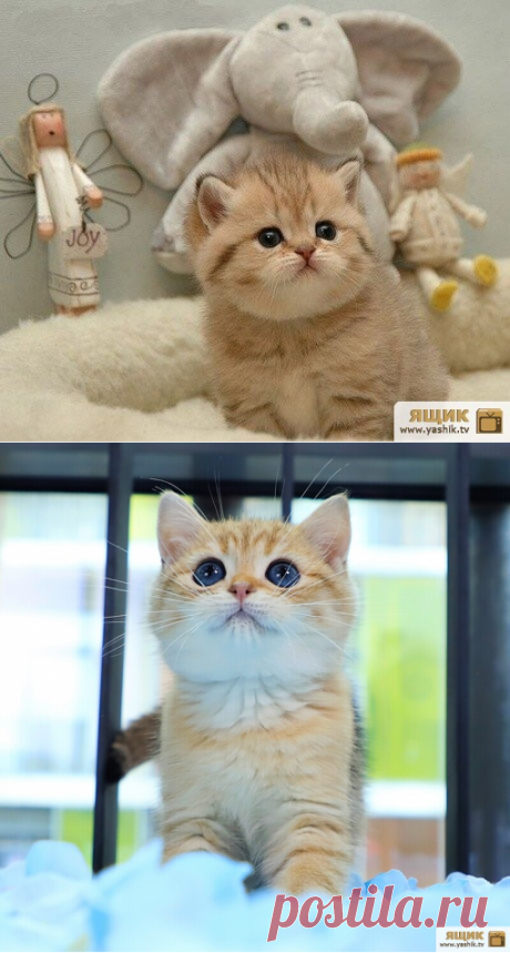 Свежее фото милых котят / Картинки: Животные