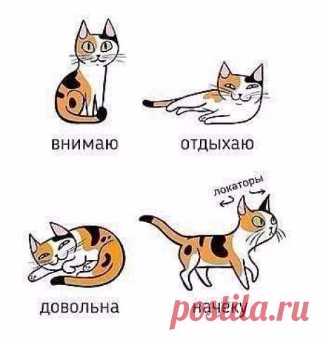 Учимся понимать кошек