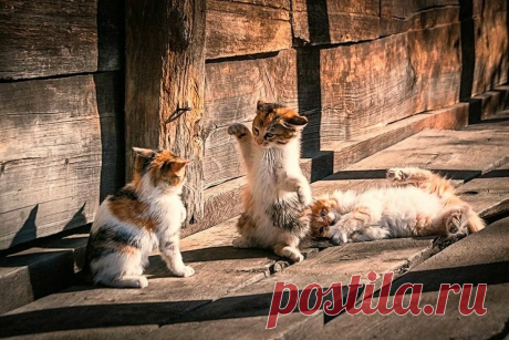 Деревня. Лето. Коты. Душевно. 32 шикарных фото, чтобы отвлечься от суеты | Ламповая кошка | Яндекс Дзен