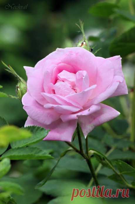 Есть целый ряд основных причин, по которым чаще всего болеют розы: