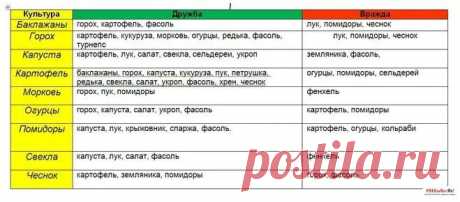 какие культуры не сажают вместе: 8 тыс изображений найдено в Яндекс.Картинках