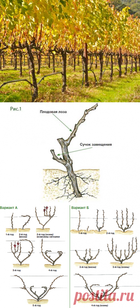Обрезка винограда для начинающих советы и фото на Supersadovnik.ru