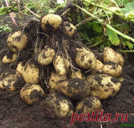 Выращивание картошки для ленивых