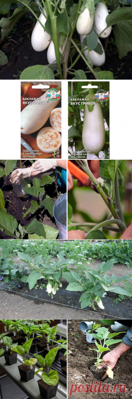 Баклажан вкус грибов: характеристика и описание сорта, выращивание и уход