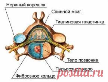 Как не навредить позвоночнику во время наклонов и поворотов