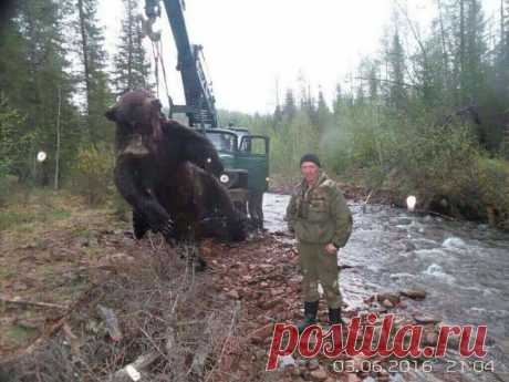 1тонна 28 кг,  20 лет примерно ему. После того, как начал охоту на людей, пришлось уничтожить.
  Представьте себе, что за вами бежит, боевая машина смерти, весом в ТОННУ!!! Да у него лапа с 3 человеческих лица...
 Не, я конеш люблю "потапычей", но такое..