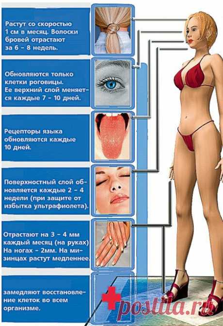 Ритмы обновления организма человека.