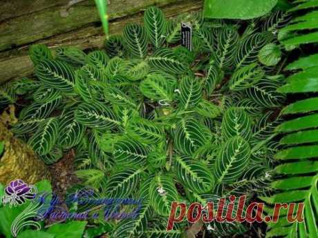 Маранта: условия содержания? Маранта (Maranta) - декоративно - лиственное комнатное растение, относится к семейству марантовых. Семейство насчитывает около 25 видов растений в основном травянистых и низкорослых. В естественных ус...