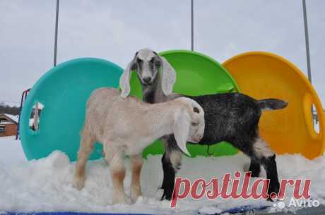 Нубийские козлята и дойные козы с документами | Festima.Ru - Мониторинг объявлений