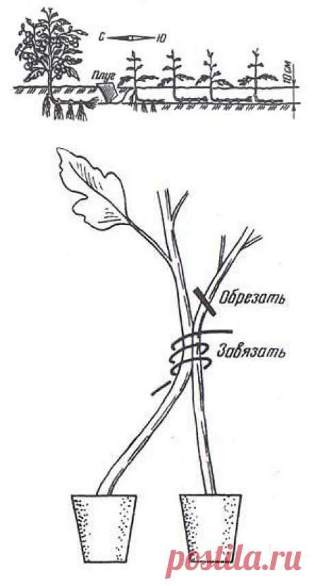 Энциклопедия Технологий и Методик - Тайны выращивания помидор