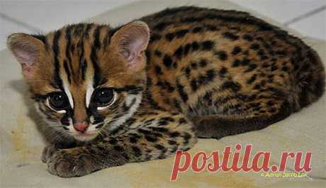 Leopard Cat - Small Asian Wildcat | Animal Pictures and Facts | FactZoo.com