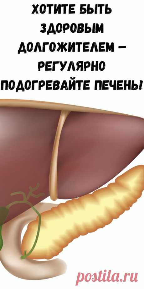 Хотите быть здоровым долгожителем – регулярно подогревайте печень! - Счастливые заметки