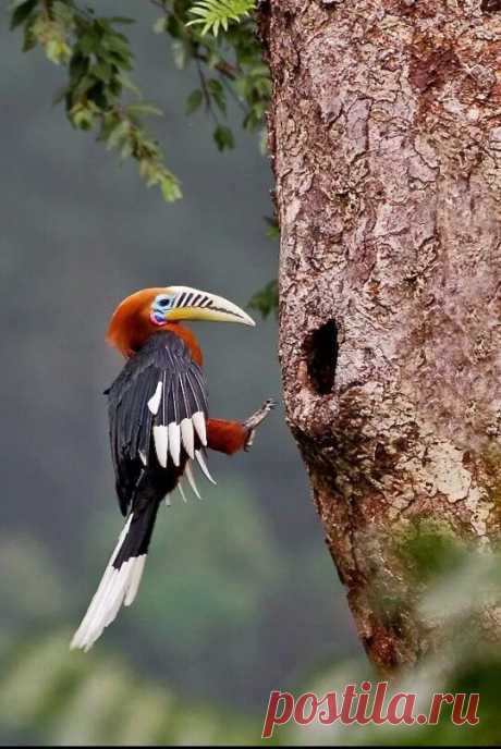 Rufous-Necked Hornbill