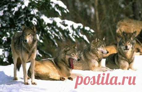 Волки...Йеллоустонского парка | МАЛЕНЬКАЯ СТРАНА МС