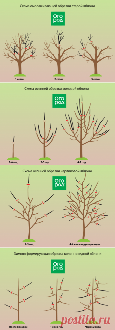 Обрезка яблонь осенью – советы для начинающих в картинках и видео